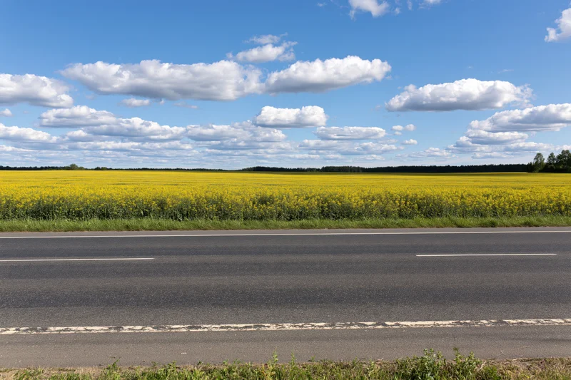 Two-lane asphalt road stretching across a blooming canola field under a blue sky with white clouds