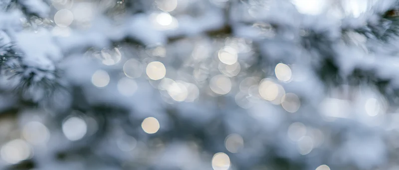 Blurred snow-covered pine branches with bokeh lights in winter outdoor setting