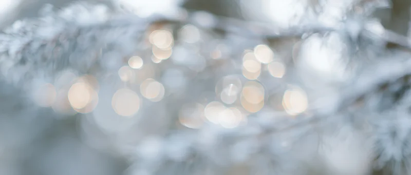 Snow-covered pine branches with warm bokeh lights in soft focus outdoors