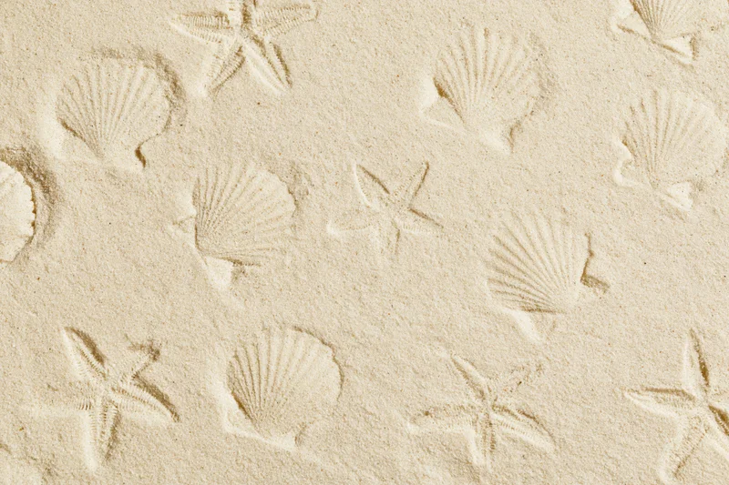 Shallow imprints of shells and starfish in dry beach sand, overhead view