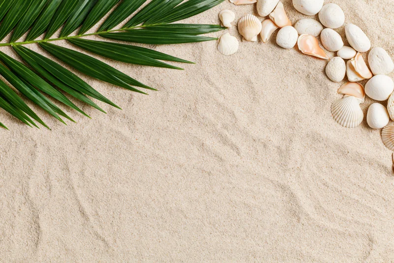 Palm leaf and shells arranged on sand surface with copyspace