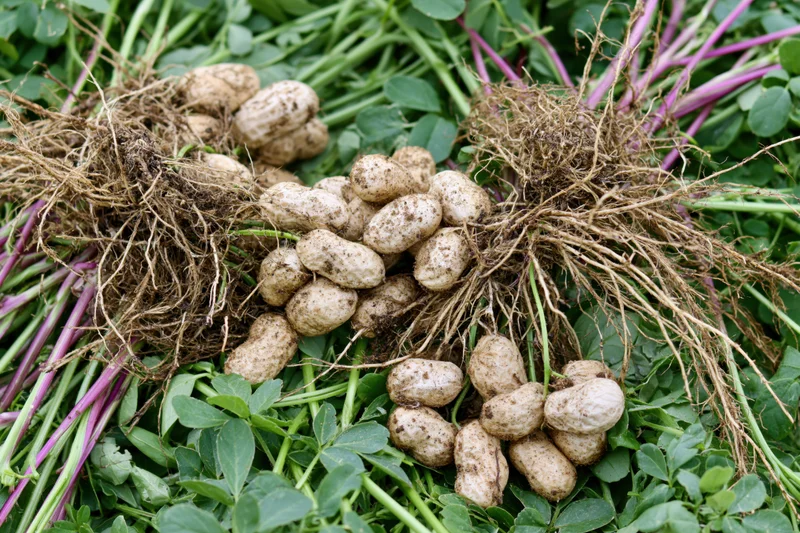 Freshly uprooted peanut plants with roots and pods lying on green foliage