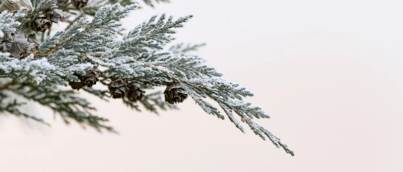 Frost-covered arborvitae branch with small dried pinecones extending into soft winter light