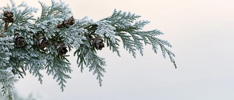 Frost-covered arborvitae branch with pinecones against a soft white sky