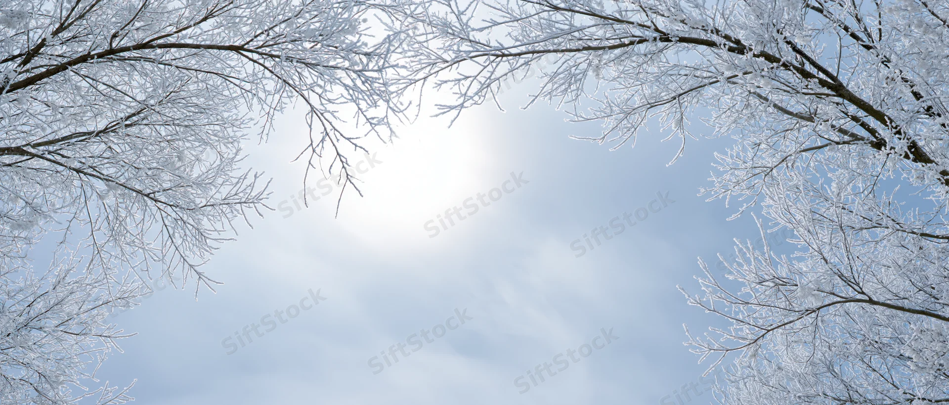 Frost-covered tree branches framing a bright winter sky