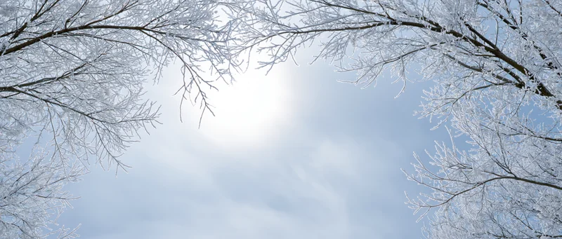 Frost-covered tree branches framing a bright winter sky