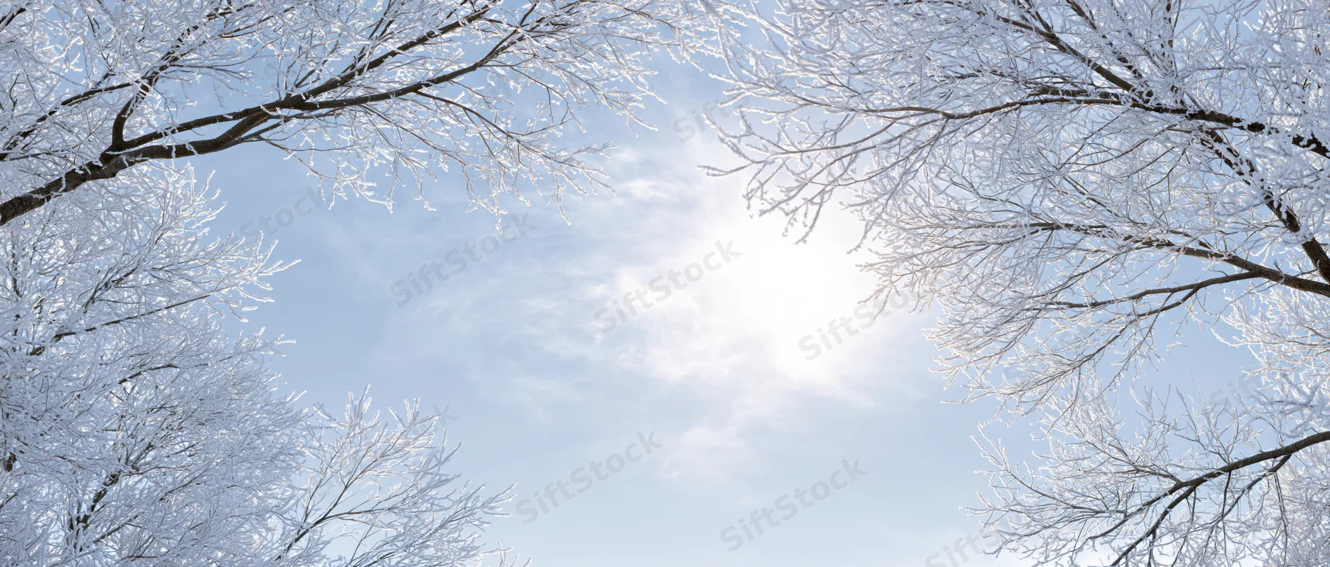 Frost-covered tree branches framing a bright winter sky overhead