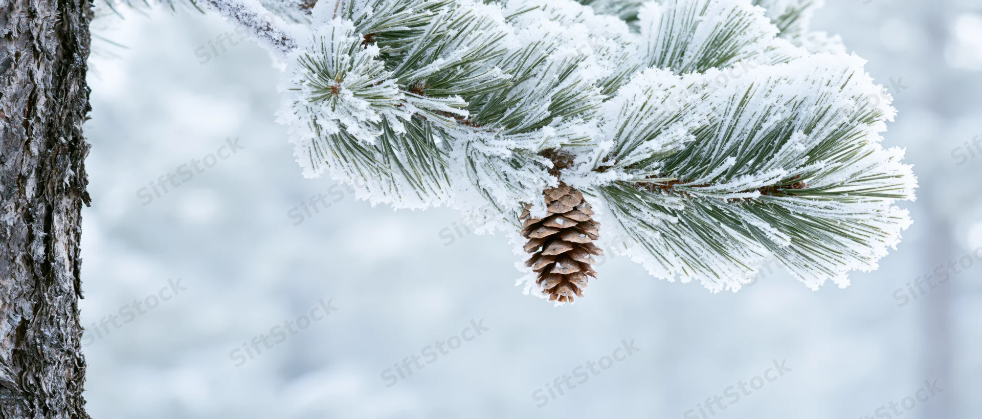 Frost-covered pine branch with a small pinecone hanging from it in a snowy forest setting