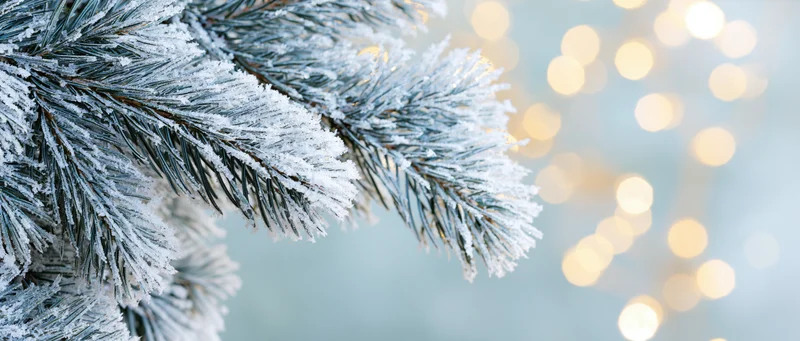 Frost-covered pine branches with blurred golden lights in the background
