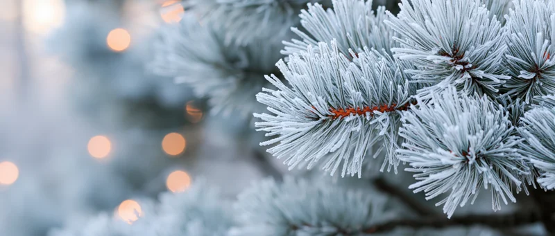 Frost-covered pine branches in winter with blurred lights in background