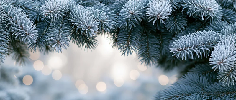 Frost-covered spruce branches framing the top and right edges with blurred lights in the background