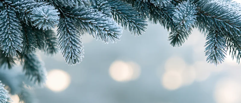 Frost-covered spruce branches framing the top and right edges with blurred lights in the background