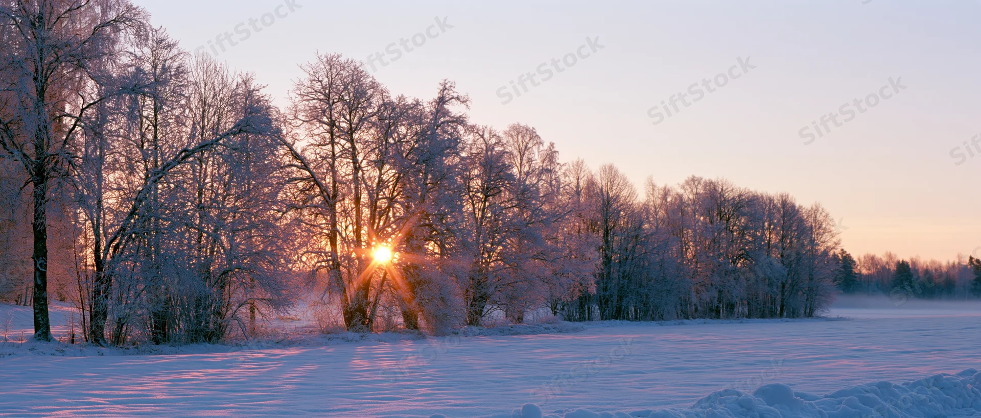 Frost-covered trees lining a snow-covered field at winter sunset