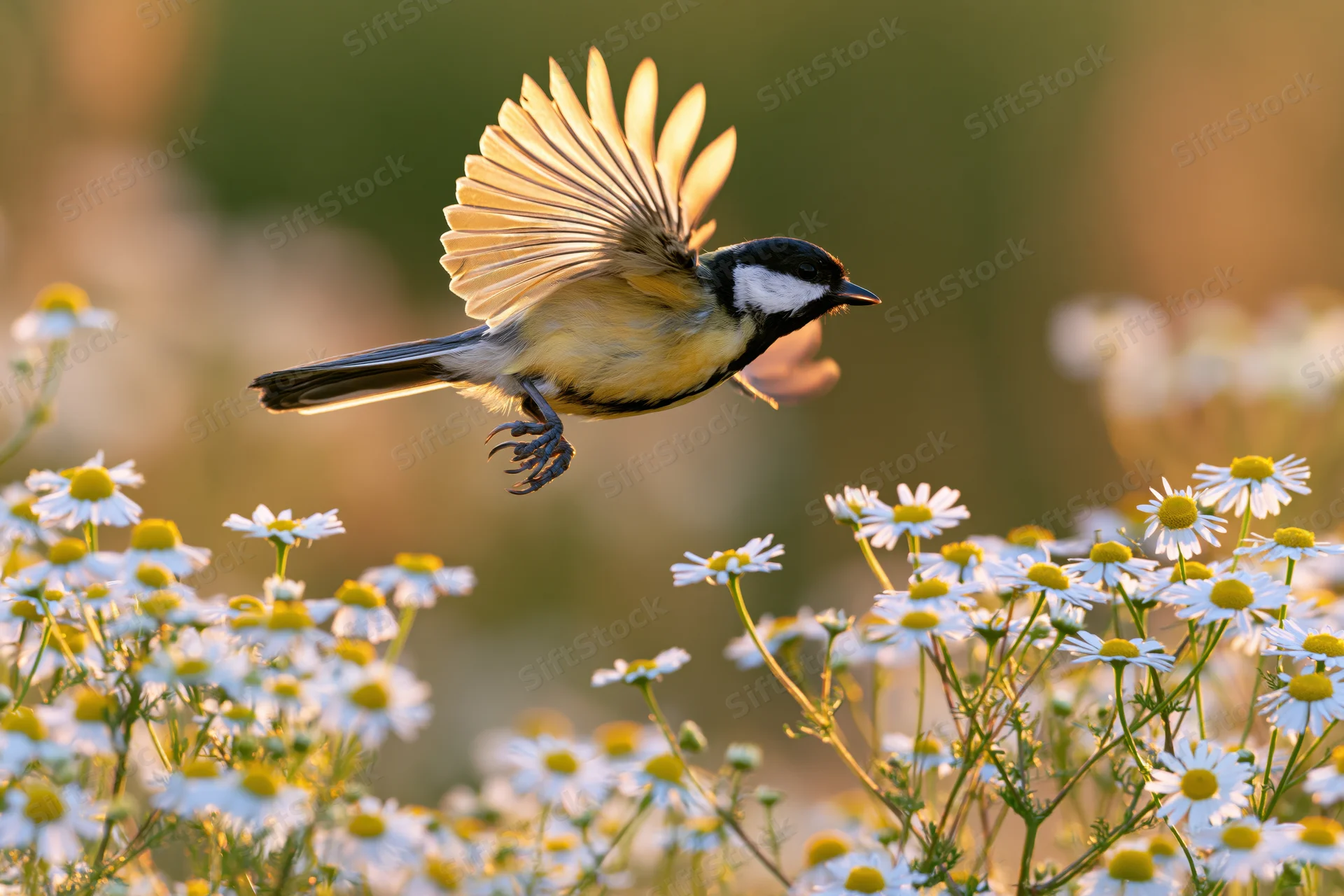 Great tit hovering mid-flight with wings spread above white daisies in a sunlit meadow