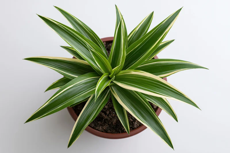 Top-down view of a variegated dracaena plant in a terracotta pot on a white surface