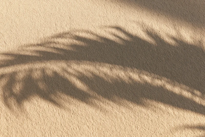 Shadow of a palm frond cast across dry beach sand