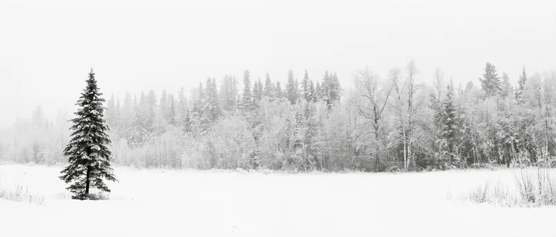 Snow-covered boreal forest landscape with a lone spruce tree in the foreground