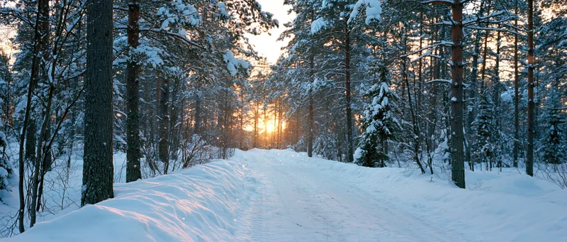 Snow-covered forest path leading toward a low winter sun at sunset