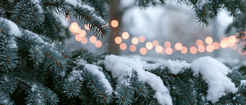 Snow-covered pine branches framing a blurred background with bokeh lights