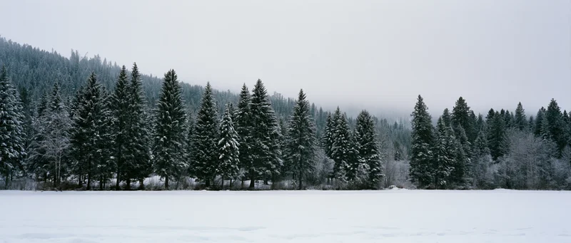 Snow-covered spruce and fir trees lining a frozen field at the base of a misty forested hill