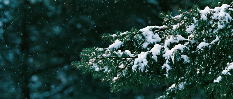 Snow-covered spruce branch in winter forest with falling snow