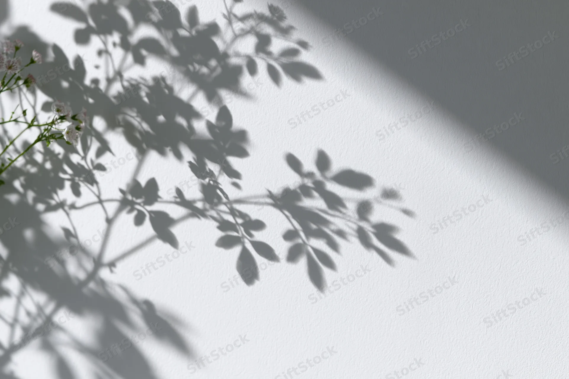 Soft shadows of leafy branches and small flowers cast on a white wall