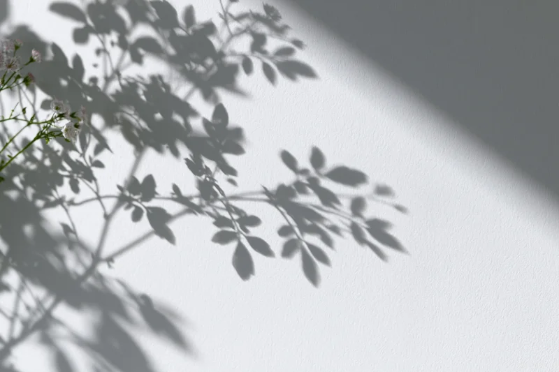 Soft shadows of leafy branches and small flowers cast on a white wall