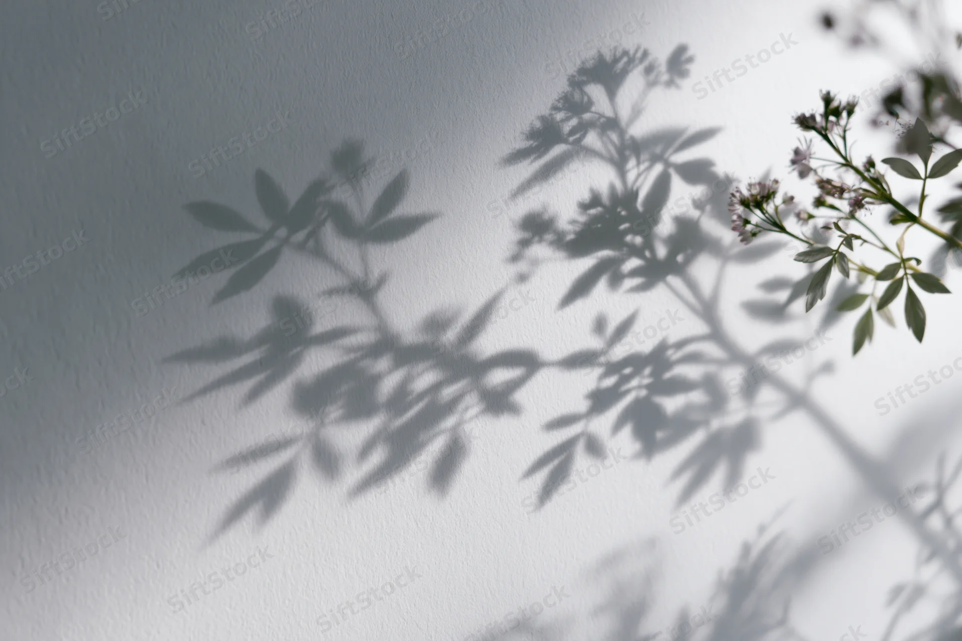 Soft shadows of leafy branches and small flowers cast onto a white wall