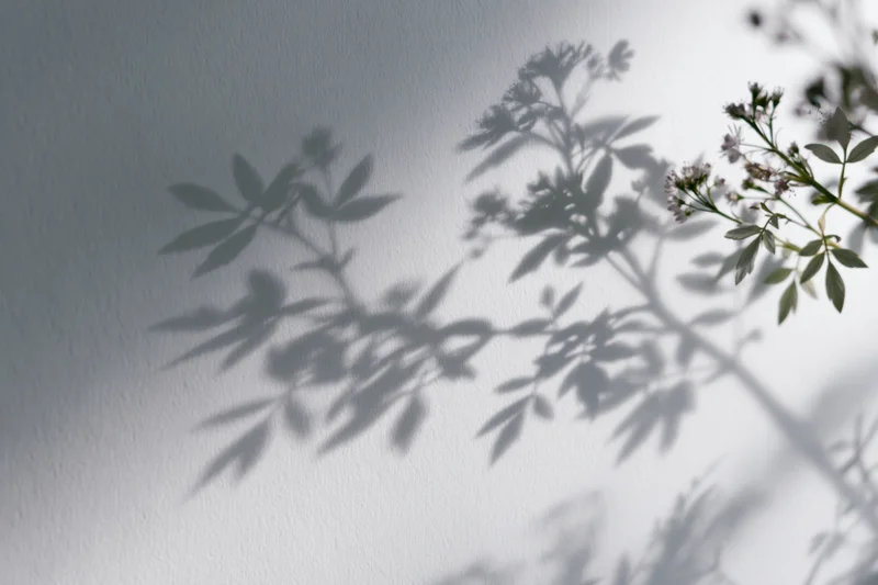 Soft shadows of leafy branches and small flowers cast onto a white wall