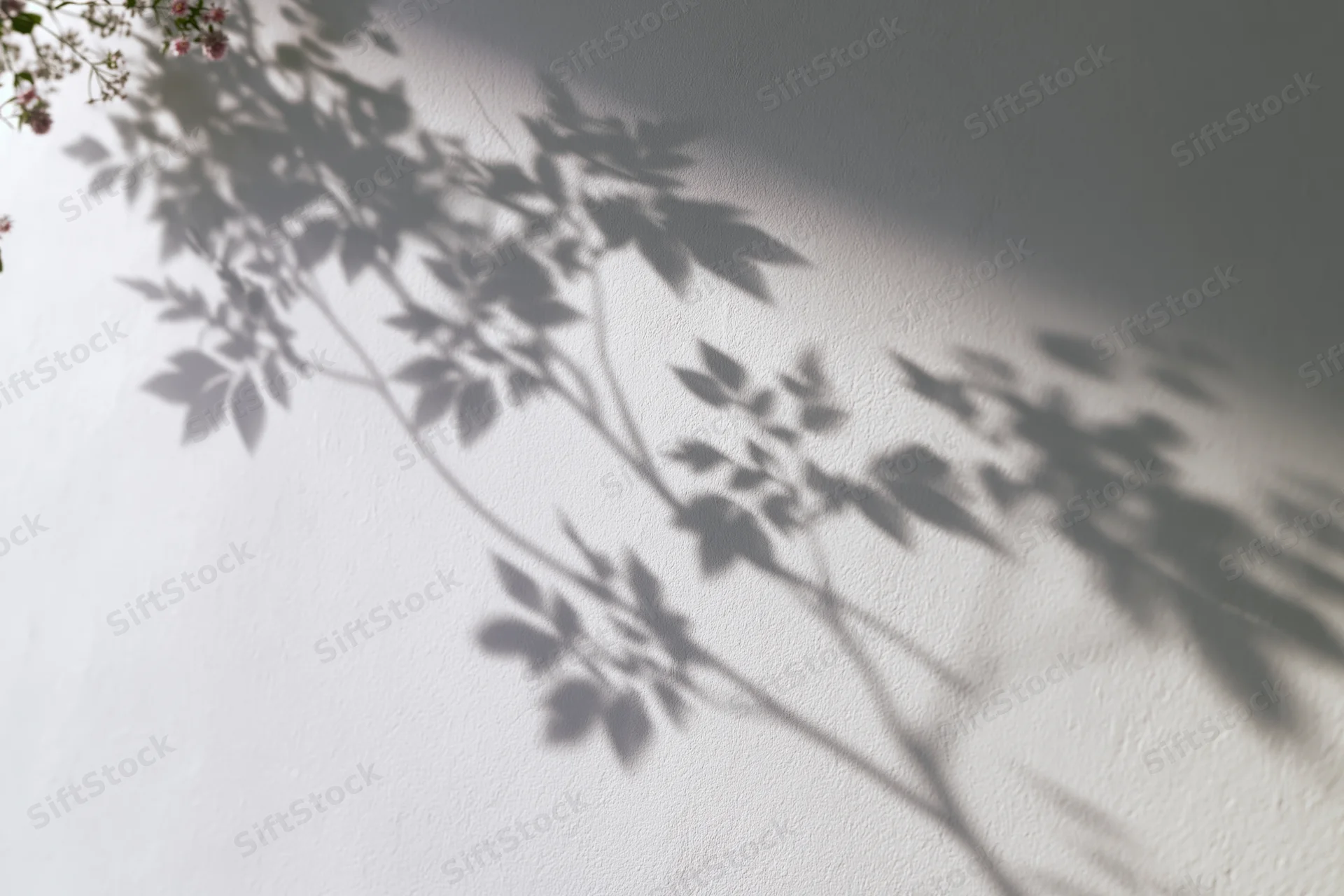 Soft shadows of leafy branches and small flowers cast on a white wall