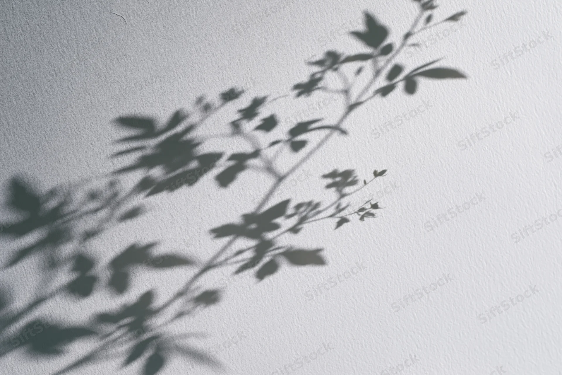 Soft shadow of leafy branches cast on a white textured wall