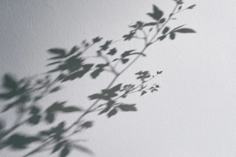 Soft shadow of leafy branches cast on a white textured wall