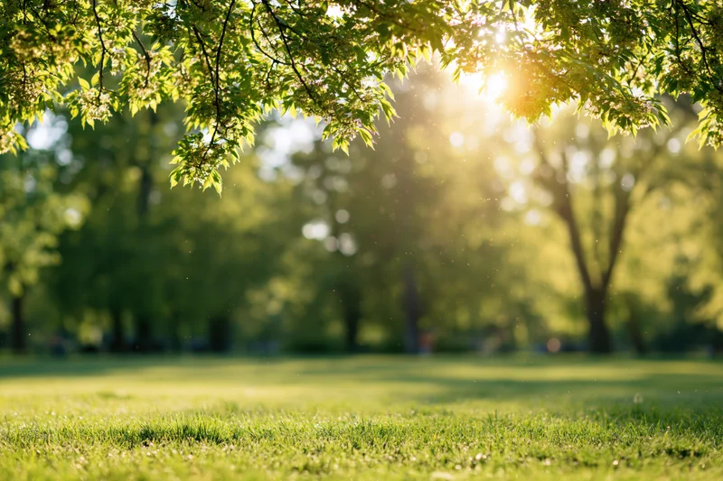 Sunlit park scene with green tree branches hanging over grassy lawn