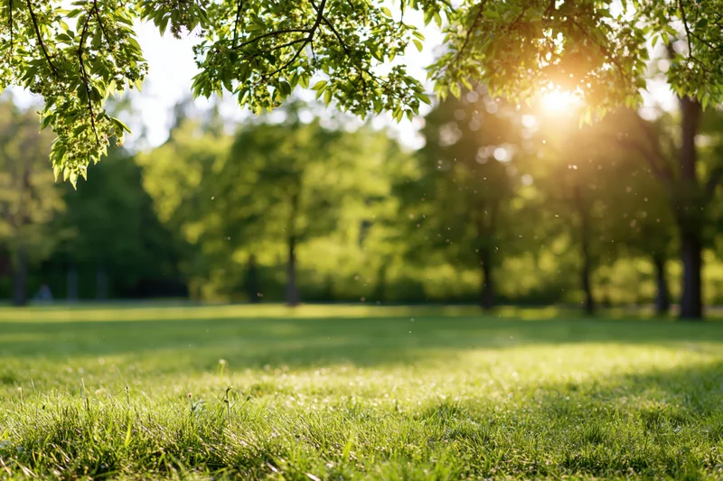 Sunlit park with green grass and hanging tree branches in foreground