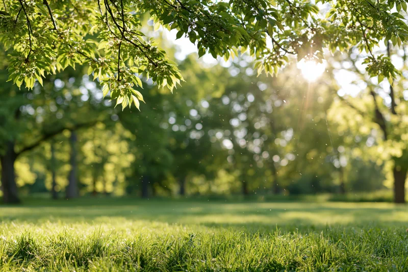 Sunlit park scene with green tree branches hanging over grassy field