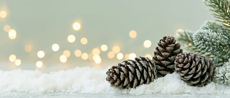 Frost-dusted pine cones resting in soft snow beside a pine branch with blurred lights in the background