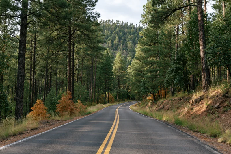 Winding asphalt road with double yellow center line through pine forest on hillside