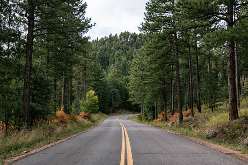 Winding two-lane asphalt road with double yellow center line through dense pine forest on overcast day
