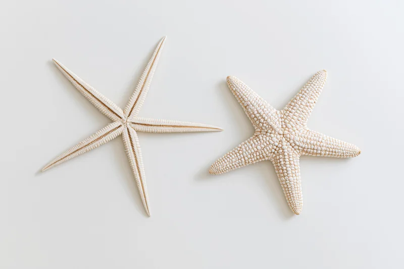 Two dried starfish lying flat on a white surface