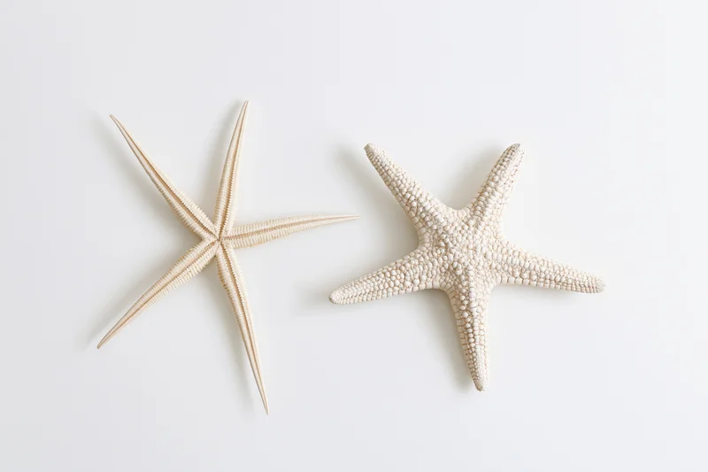 Two dried starfish arranged flat on a white surface