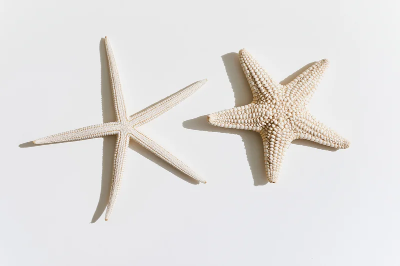 Two dried starfish arranged flat on a white surface