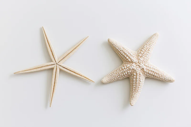 Two dried starfish arranged side by side on a white surface
