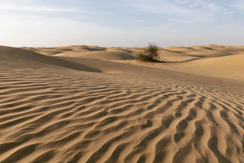 Rolling sand dunes with wind-rippled texture and a lone shrub under a pale sky