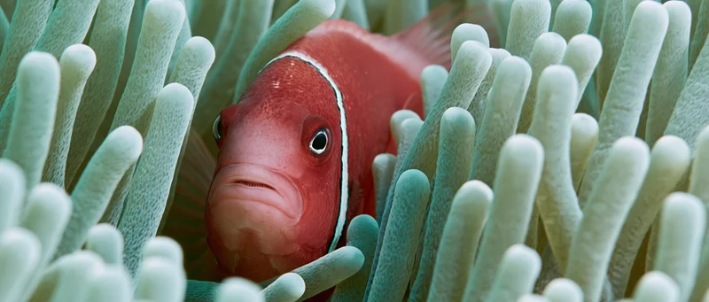 Clownfish nestled among sea anemone tentacles in underwater closeup