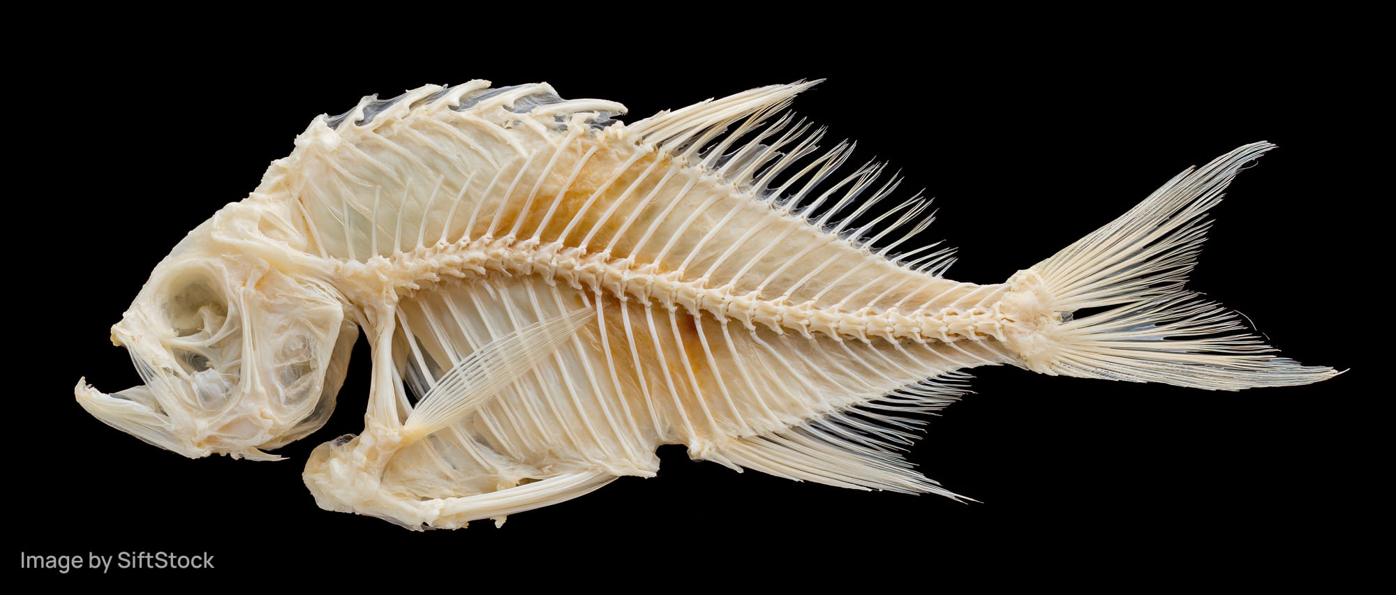 Dried fish skeleton laid flat on black background
