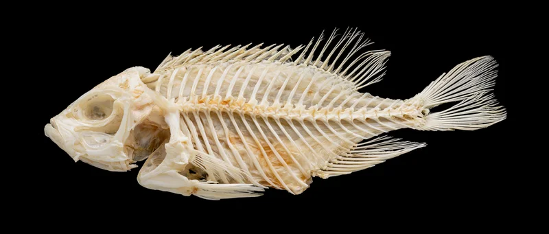 Dried fish skeleton laid flat on black background