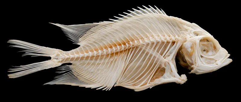 Dried fish skeleton laid flat on black background