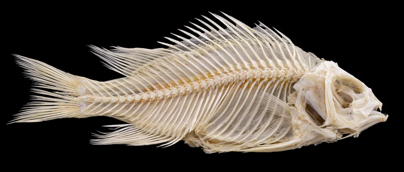 Dried fish skeleton laid flat on black background