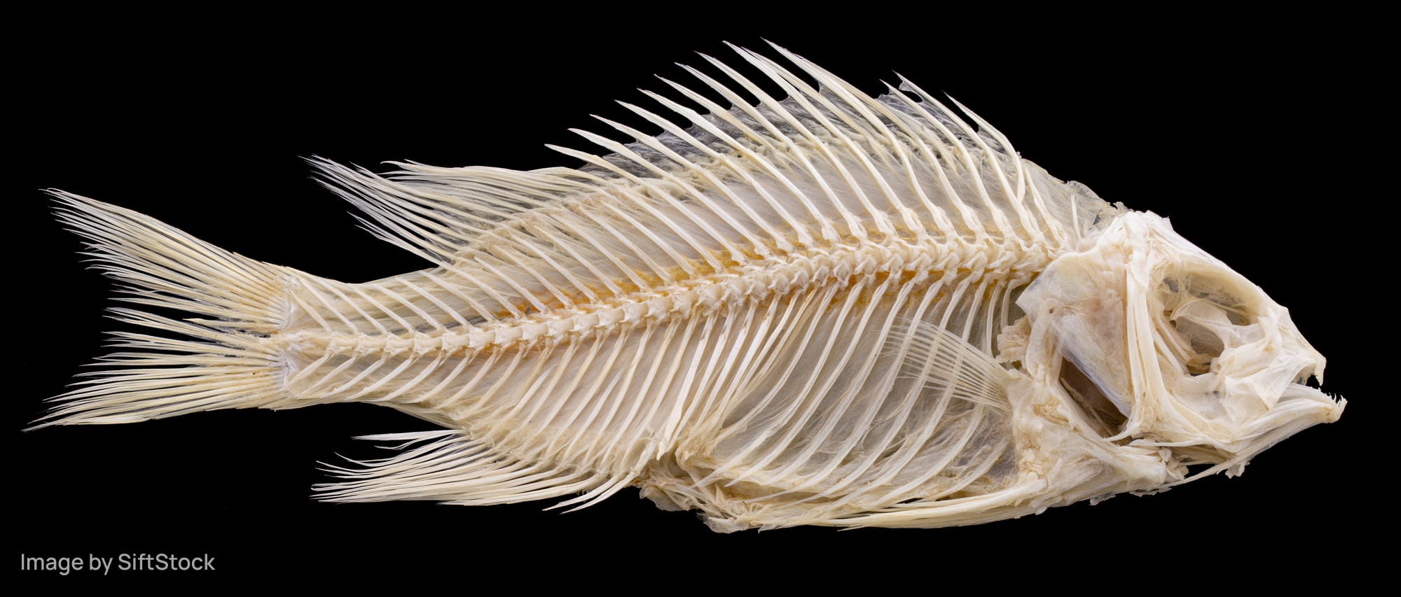 Dried fish skeleton laid flat on black background
