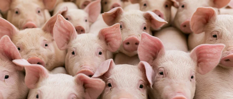 Young pink pigs crowded together in an indoor farm setting